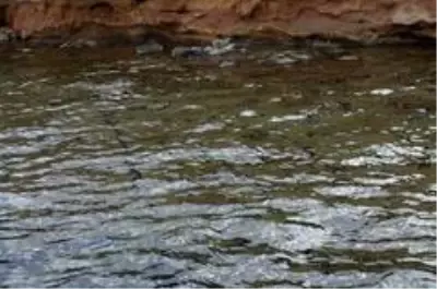 Didim'de deniz altında 5 bin yıllık olduğu değerlendirilen liman kalıntıları bulundu Didim'de deniz altında 5 bin yıllık olduğu değerlendirilen liman kalıntıları bulundu