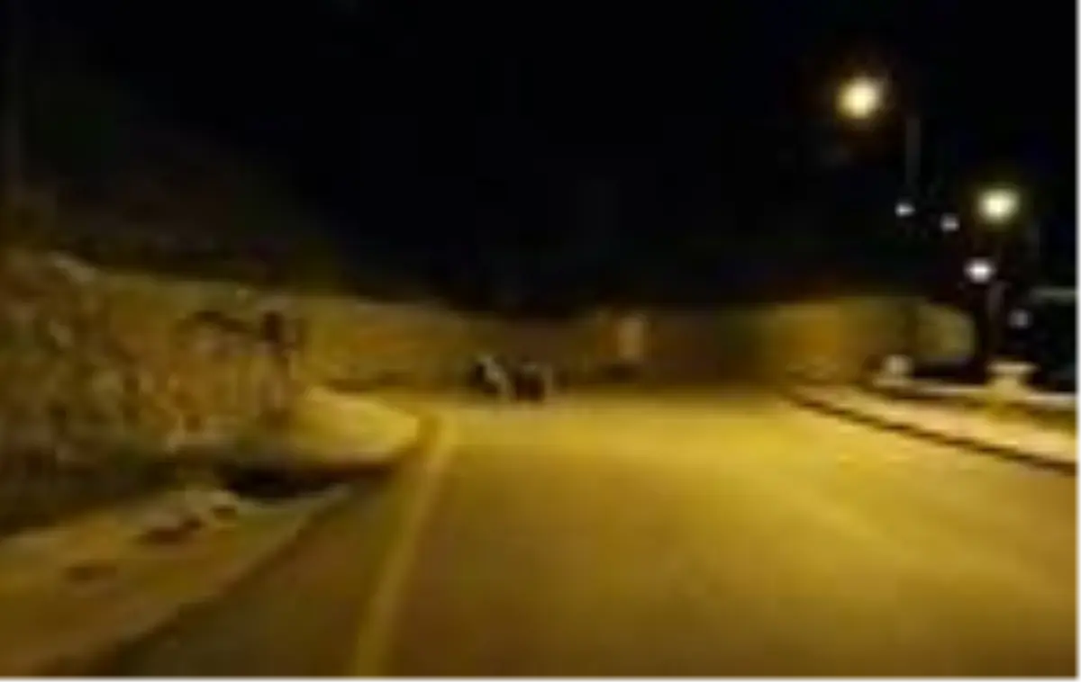 Gümüşhane'de mahalleye inen ayı ve yavrusu kamerada