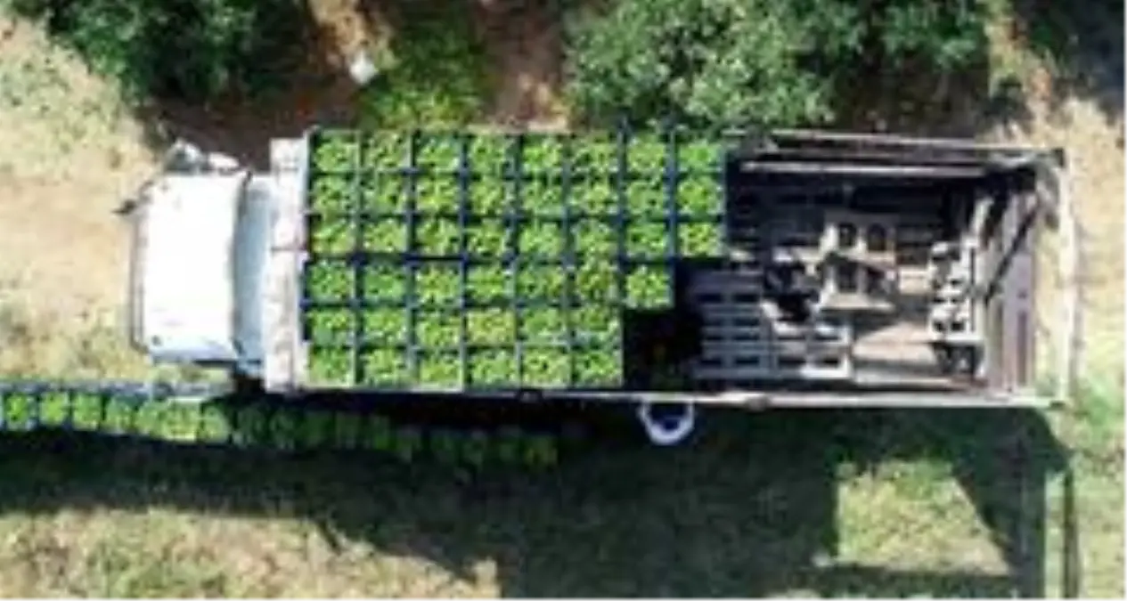 İhracatlık mandalinada buruk hasat