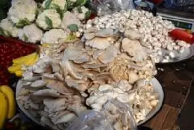 İstiridye mantarı tezgâhlarda İstiridye mantarı tezgâhlarda