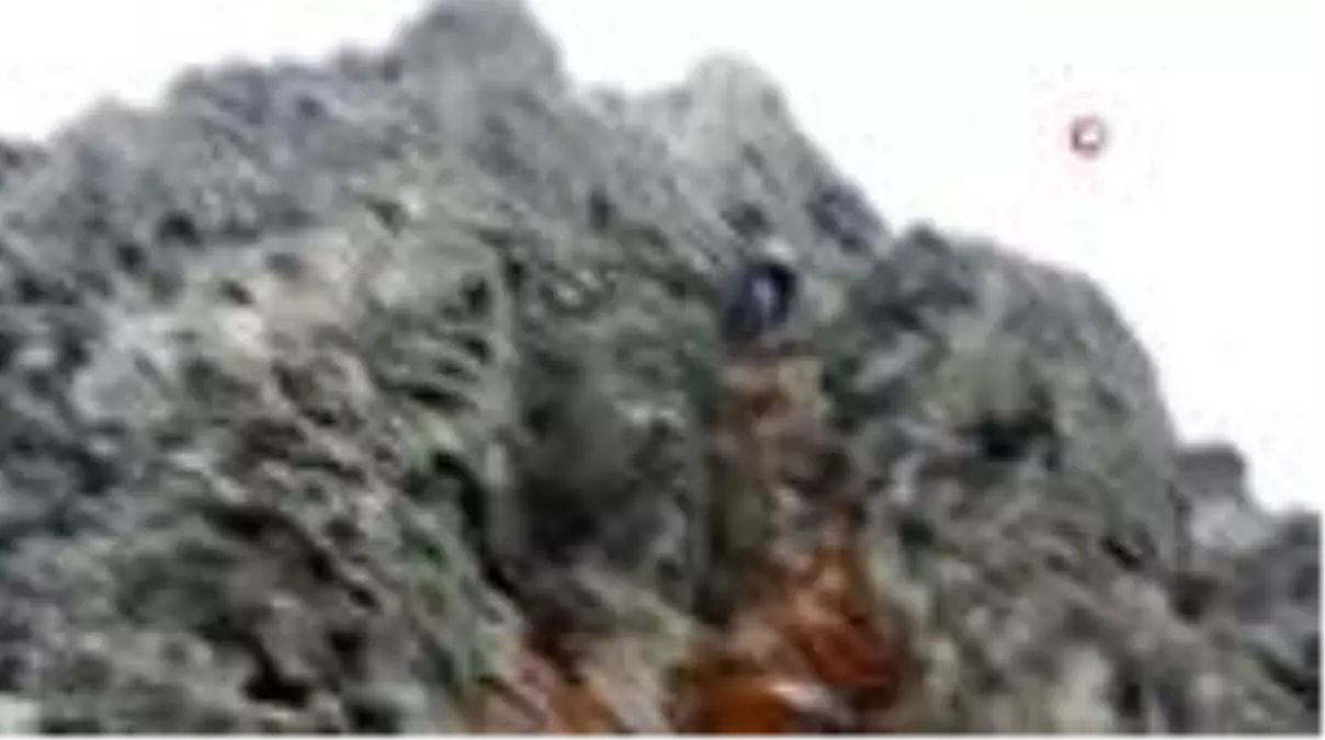 Kayalıklara kaçan keçiyi itfaiye ekipleri indirdi