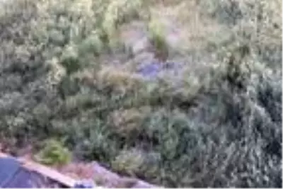 Kemeraltı'ndaki tarihi alan sazlığa döndü Kemeraltı'ndaki tarihi alan sazlığa döndü