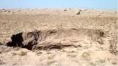 Konya'da 30 metre çapında 20 metre derinliğinde obruk oluştu Konya'da 30 metre çapında 20 metre derinliğinde obruk oluştu