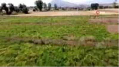 Lezzetiyle ünlü Tufanbeyli fasulyesinde hasat başladı Lezzetiyle ünlü Tufanbeyli fasulyesinde hasat başladı