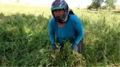 Lezzetiyle ünlü Tufanbeyli fasulyesinde hasat başladı Lezzetiyle ünlü Tufanbeyli fasulyesinde hasat başladı