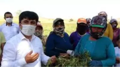 Lezzetiyle ünlü Tufanbeyli fasulyesinde hasat başladı Lezzetiyle ünlü Tufanbeyli fasulyesinde hasat başladı
