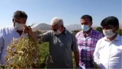 Lezzetiyle ünlü Tufanbeyli fasulyesinde hasat başladı Lezzetiyle ünlü Tufanbeyli fasulyesinde hasat başladı