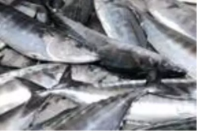 Şefin elinden fırında palamut pişirmenin püf noktaları