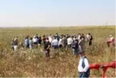 Silopi'de 19 bin dekarlık alanda pamuk hasadı başladı Silopi'de 19 bin dekarlık alanda pamuk hasadı başladı