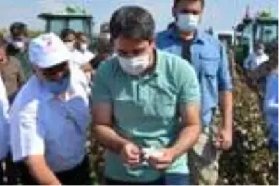 Silopi'de 19 bin dekarlık alanda pamuk hasadı başladı Silopi'de 19 bin dekarlık alanda pamuk hasadı başladı