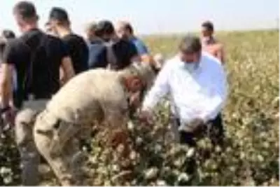 Silopi'de 19 bin dekarlık alanda pamuk hasadı başladı Silopi'de 19 bin dekarlık alanda pamuk hasadı başladı