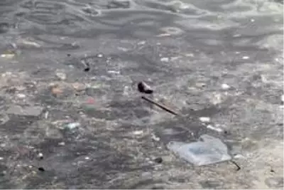 Yenikapı Sahili'nde kirlilik su altı drone kamerasında Yenikapı Sahili'nde kirlilik su altı drone kamerasında