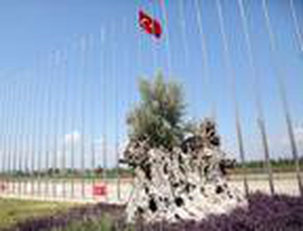 Asırlık zeytinler meyve verdi