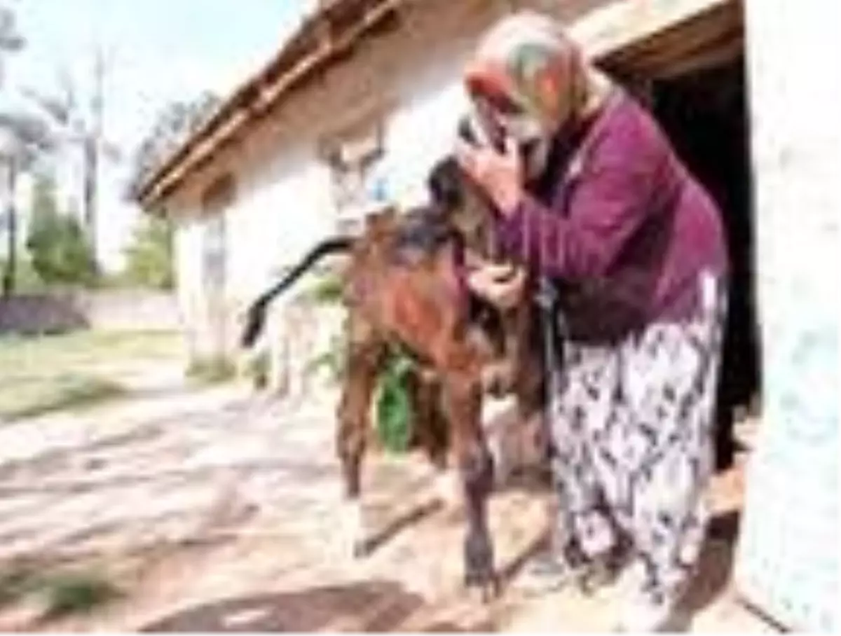 Çalınan buzağısına kavuşunca sarılıp, öptü