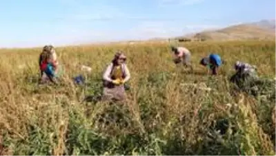 Gevaş'ta sebze üretimi ilçe ekonomisine katkı sağlıyor Gevaş'ta sebze üretimi ilçe ekonomisine katkı sağlıyor