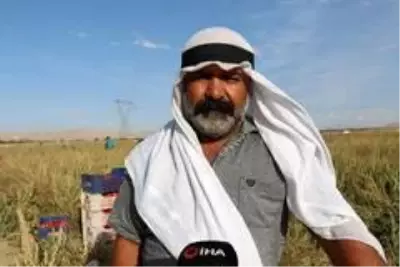 Gevaş'ta sebze üretimi ilçe ekonomisine katkı sağlıyor Gevaş'ta sebze üretimi ilçe ekonomisine katkı sağlıyor