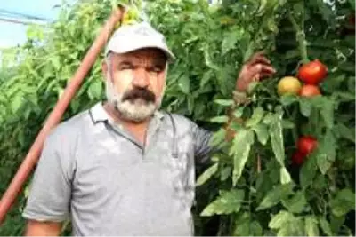 Gevaş'ta sebze üretimi ilçe ekonomisine katkı sağlıyor Gevaş'ta sebze üretimi ilçe ekonomisine katkı sağlıyor