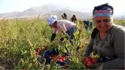Gevaş'ta sebze üretimi ilçe ekonomisine katkı sağlıyor Gevaş'ta sebze üretimi ilçe ekonomisine katkı sağlıyor