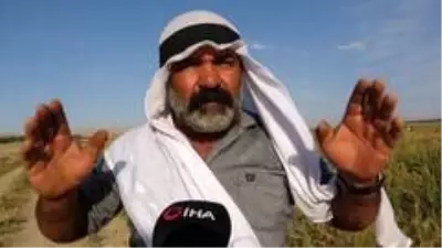 Gevaş'ta sebze üretimi ilçe ekonomisine katkı sağlıyor Gevaş'ta sebze üretimi ilçe ekonomisine katkı sağlıyor