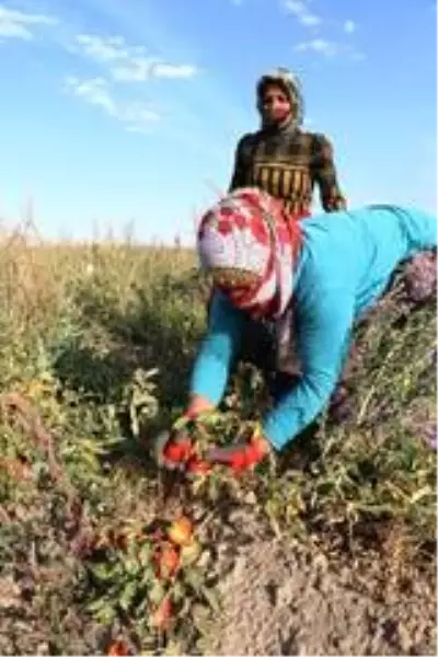 Gevaş'ta sebze üretimi ilçe ekonomisine katkı sağlıyor Gevaş'ta sebze üretimi ilçe ekonomisine katkı sağlıyor