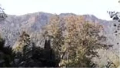Koruma altına alınan 1200 yıllık porsuk ağacı ihtişamıyla göz dolduruyor Koruma altına alınan 1200 yıllık porsuk ağacı ihtişamıyla göz dolduruyor