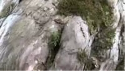 Koruma altına alınan 1200 yıllık porsuk ağacı ihtişamıyla göz dolduruyor