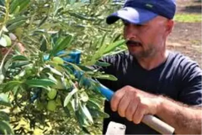 Manisa'da 'Domat Zeytin' hasadı başladı Manisa'da 'Domat Zeytin' hasadı başladı
