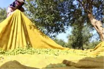 Manisa'da 'Domat Zeytin' hasadı başladı Manisa'da 'Domat Zeytin' hasadı başladı
