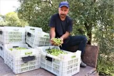 Manisa'da 'Domat Zeytin' hasadı başladı Manisa'da 'Domat Zeytin' hasadı başladı