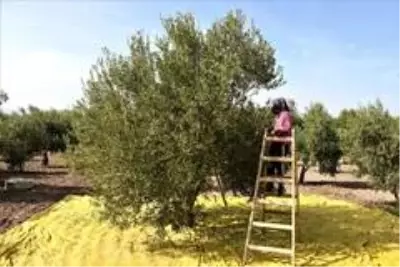 Manisa'da 'Domat Zeytin' hasadı başladı Manisa'da 'Domat Zeytin' hasadı başladı