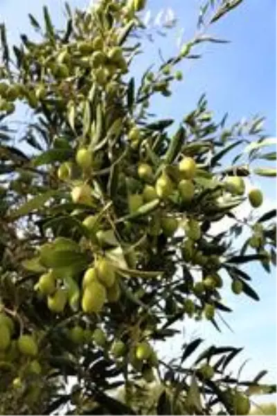Manisa'da 'Domat Zeytin' hasadı başladı Manisa'da 'Domat Zeytin' hasadı başladı