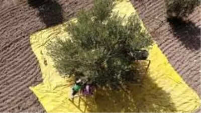 Manisa'da 'Domat Zeytin' hasadı başladı Manisa'da 'Domat Zeytin' hasadı başladı