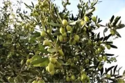 Manisa'da 'Domat Zeytin' hasadı başladı Manisa'da 'Domat Zeytin' hasadı başladı