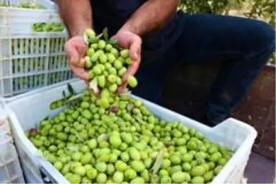 Manisa'da 'Domat Zeytin' hasadı başladı Manisa'da 'Domat Zeytin' hasadı başladı