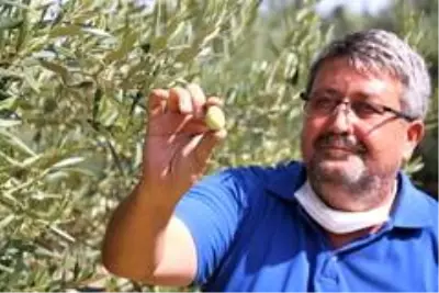 Manisa'da 'Domat Zeytin' hasadı başladı Manisa'da 'Domat Zeytin' hasadı başladı