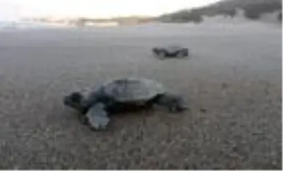 Patara'da 22 bin yavru caretta caretta denizle buluştu Patara'da 22 bin yavru caretta caretta denizle buluştu