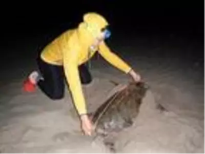 Patara'da 22 bin yavru caretta caretta denizle buluştu Patara'da 22 bin yavru caretta caretta denizle buluştu