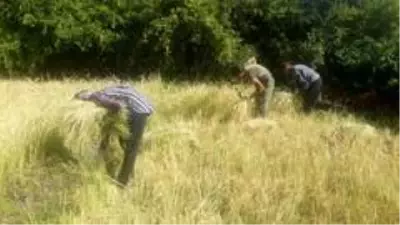 Siirt'te köylüler pirinç hasadına başladı Siirt'te köylüler pirinç hasadına başladı
