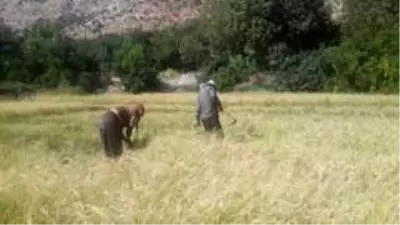 Siirt'te köylüler pirinç hasadına başladı Siirt'te köylüler pirinç hasadına başladı