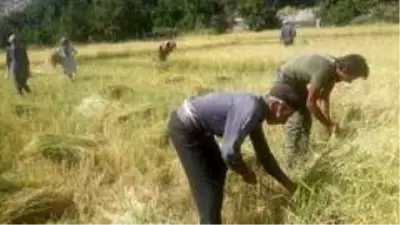 Siirt'te köylüler pirinç hasadına başladı Siirt'te köylüler pirinç hasadına başladı