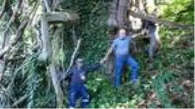 Türkiye'nin en büyük gövde çapına sahip 'porsuk ağacı' tescillendi