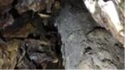 Türkiye'nin en büyük gövde çapına sahip 'porsuk ağacı' tescillendi