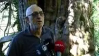 Türkiye'nin en büyük gövde çapına sahip 'porsuk ağacı' tescillendi