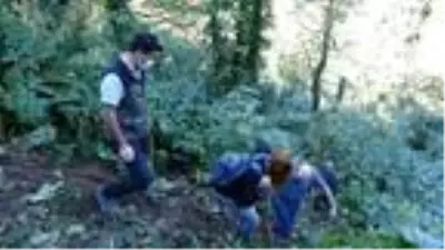 Türkiye'nin en büyük gövde çapına sahip 'porsuk ağacı' tescillendi
