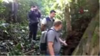 Türkiye'nin en geniş çaplı porsuk ağacı Artvin'de tescillendi