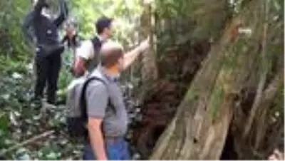 Türkiye'nin en geniş çaplı porsuk ağacı Artvin'de tescillendi