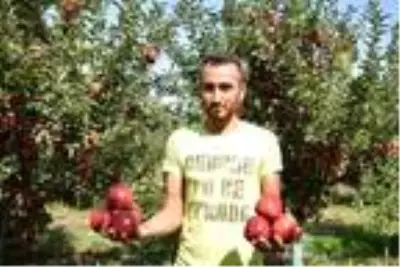 Yahyalı'da elma hasadı başladı