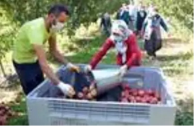 Yahyalı'da elma hasadı başladı