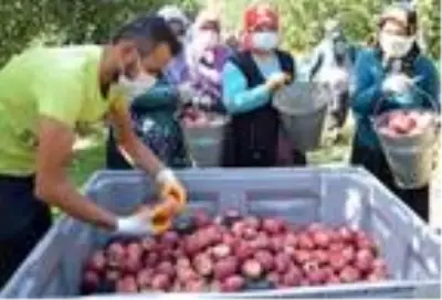 Yahyalı'da elma hasadı başladı