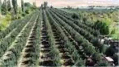Yahyalı'da elma hasadı başladı